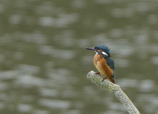 Vogels Vogels
