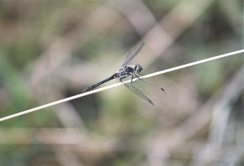 Zwarte heidelibel