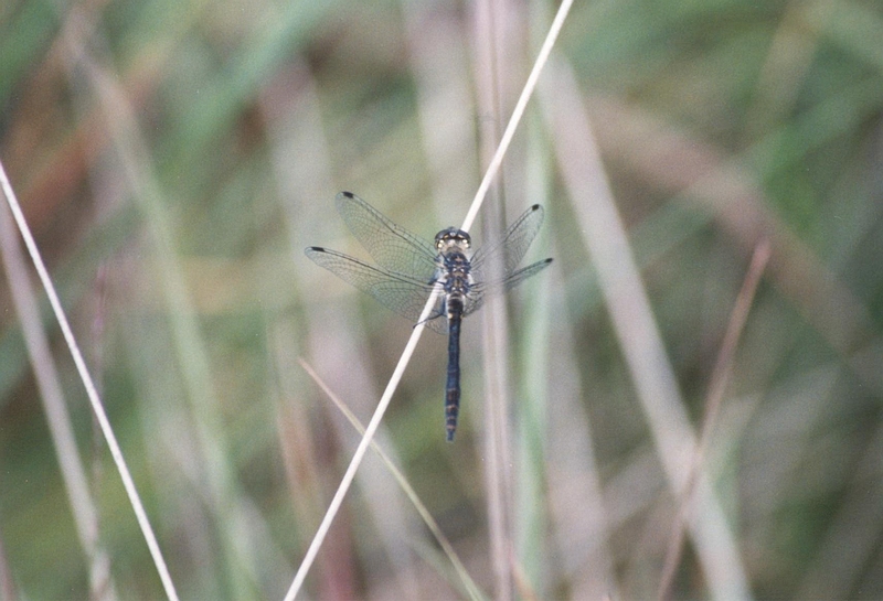 Zwarte heidelibel