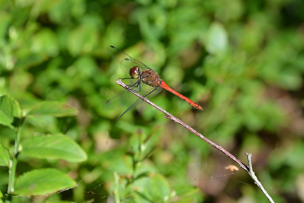 Bloedrode heidelibel