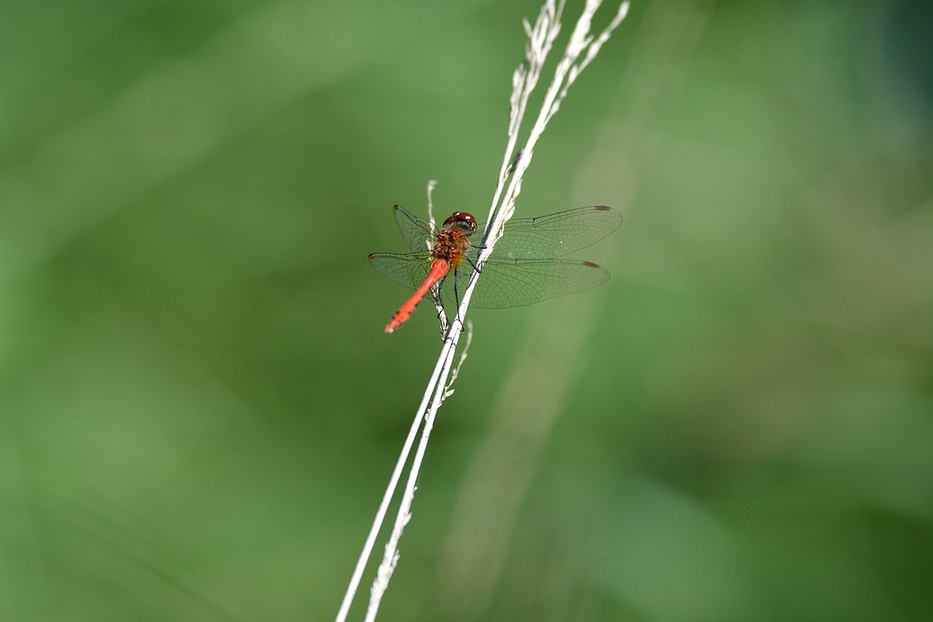 Bloedrode heidelibel