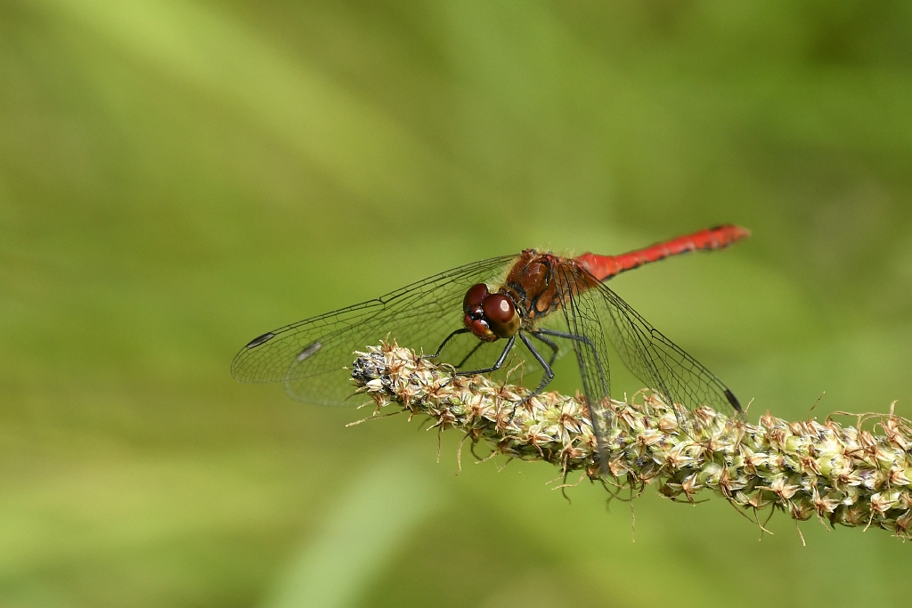 Bloedrode heidelibel