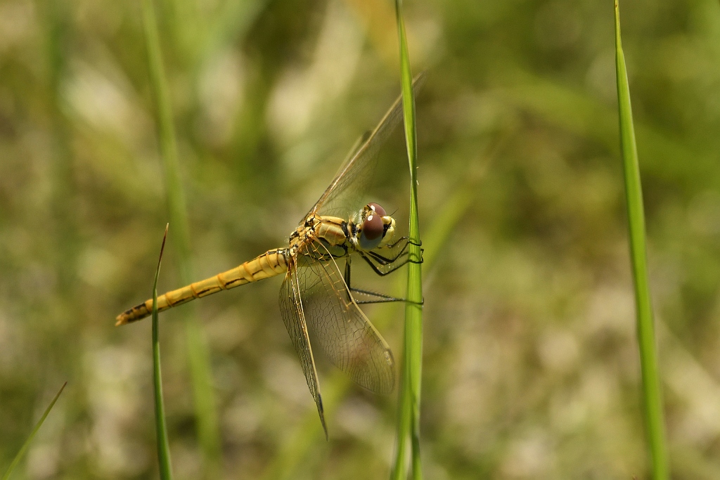 Bloedrode heidelibel