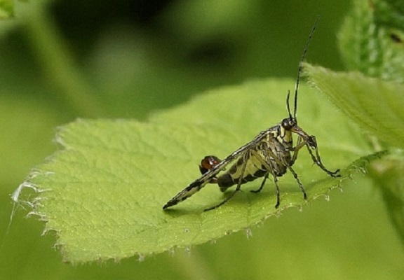 Insecen Insecten