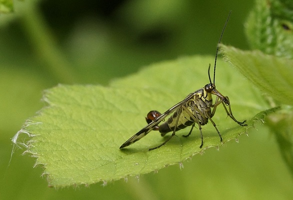 Insecen Insecten