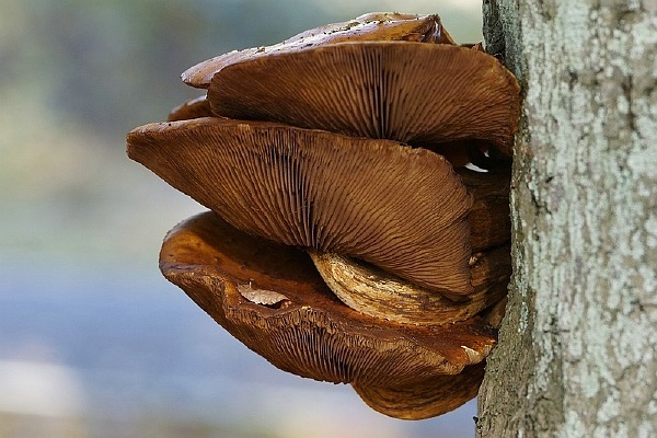 Paddenstoelen Paddenstoelen